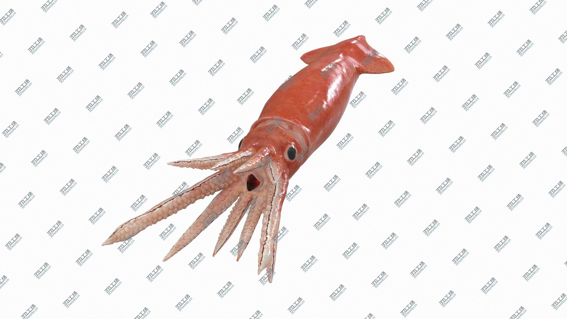 images/goods_img/202104093/3D Arrow Squid Doryteuthis Plei Rigged model/3.jpg